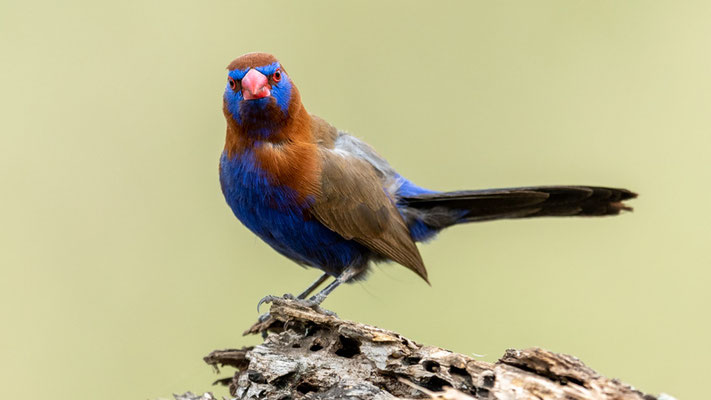 Cordonbleu violacé, Granatina ianthinogaster