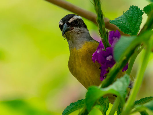 Sucrier à ventre jaune, Coereba flaveola devant notre tente à la Tarde.