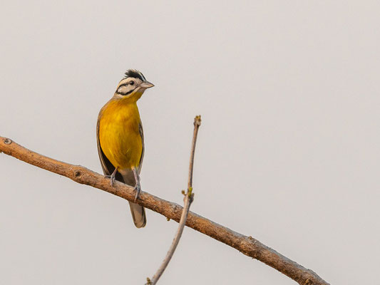 Bruant à ventre jaune,  Emberiza affinis