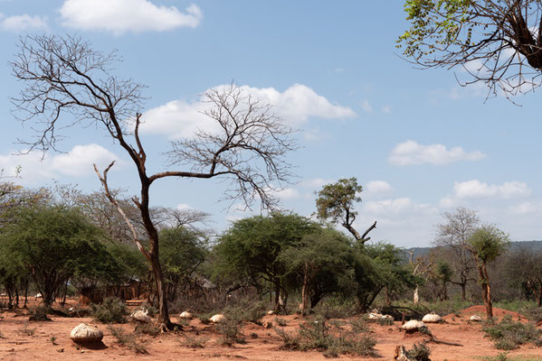 Savane aborée au nord de Negele