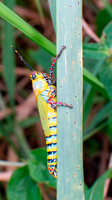 Criquet puant, Zonocerus variegatus 