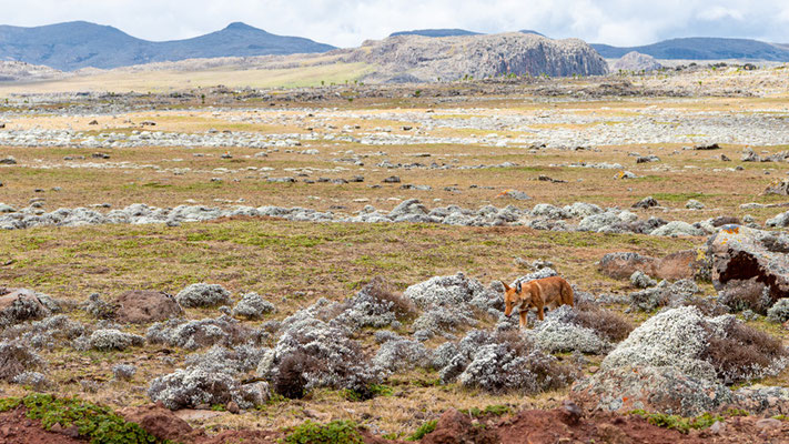 Loup d'Abyssinie, Canis simenso