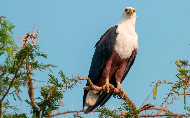 Pygargue vocifère, Haliaeetus vocifer