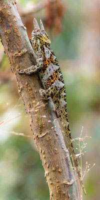 Johnston's three-horned chameleon, Trioceros johnstoni, male