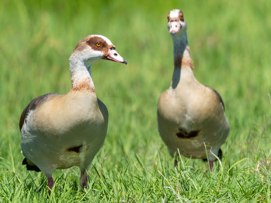 Egyptian Goose,  Alopochen aegyptiaca