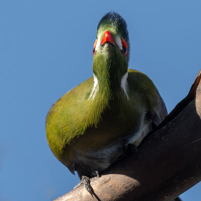 Touraco à joues blanches, Tauraco leucotis