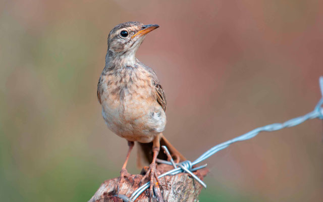 Pipit à dos uni, Anthus leucophrys