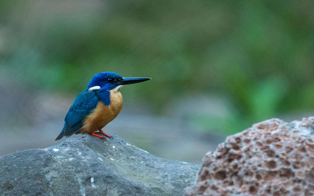 Half-collared Kingfisher, Alcedo semitorquata