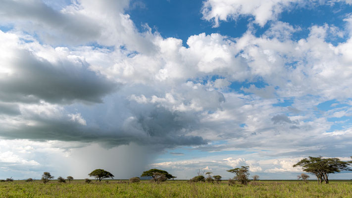 Typical landscape of the Serengeti savannah