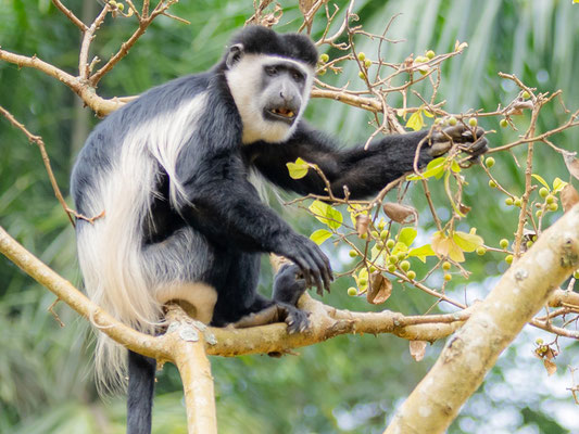 Colobus guereza ssp. occidentalis