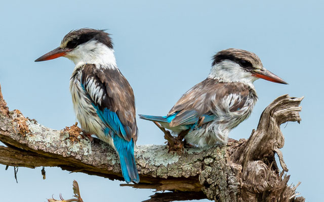 Pair of Striped Kingisher,  Halcyon chelicuti