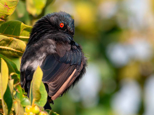 Drongo brillant, Dicrurus adsimilis