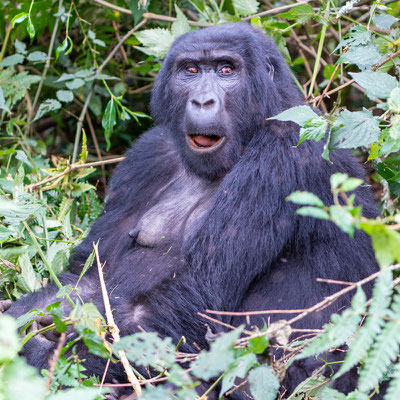 Gorille des montagnes, Gorilla beringei beringei 