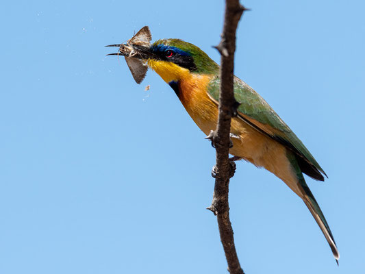 Little Bee-eater, Merops pusillus cyanostictus, enjoying a feast! Hara Lodge