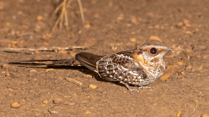  Engoulevent à queue en ciseaux, Hydropsalis torquata