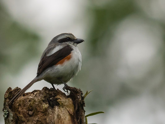 Pie-grièche de Mackinnon, Lanius mackinnoni