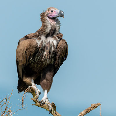 Hooded Vulture, Necrosyrtes monachus