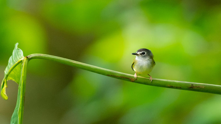 Todirostre de Desmarest, Miyornis atricapillus