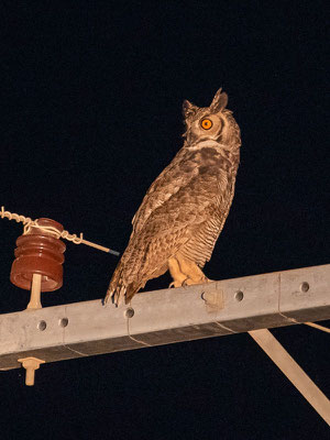  Grand-duc d'Amérique,  Bubo virginianus