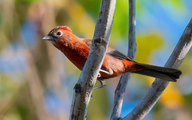  Araguira rougeâtre, Coryphospingus cucullatus