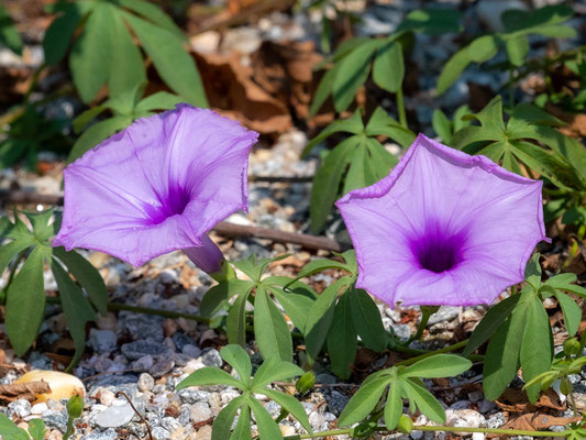 Ipomoea cairica