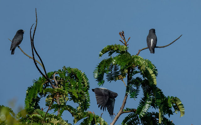 Swallow-winged Puffbird, Chelidoptera tenebrosa