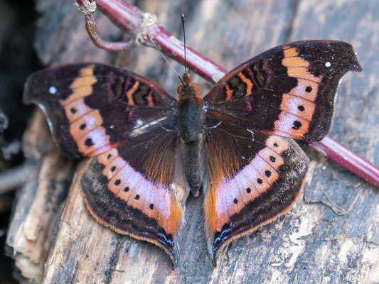 Precis rauana ssp. rauana