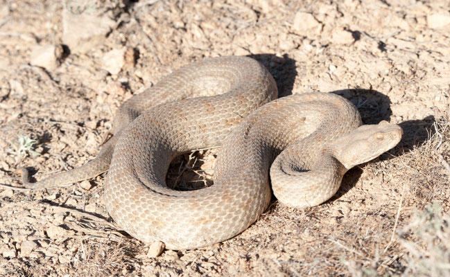 Levant viper,  Macrovipera lebetina. Golestan, Iran, may 2017