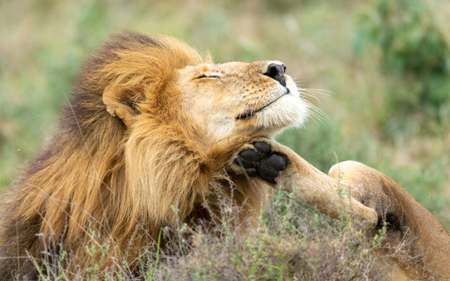 Portrait d'un magnifique mâle de Lion, Panthera leo