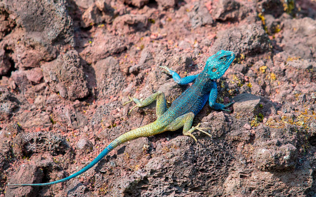 Agame à tête bleue, Acanthocercus atrcollis