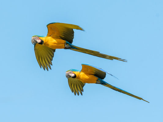 Couple d'Ara Bleu, Ara ararauna