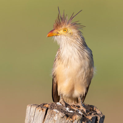 Guira Cuckoo, Guira guira