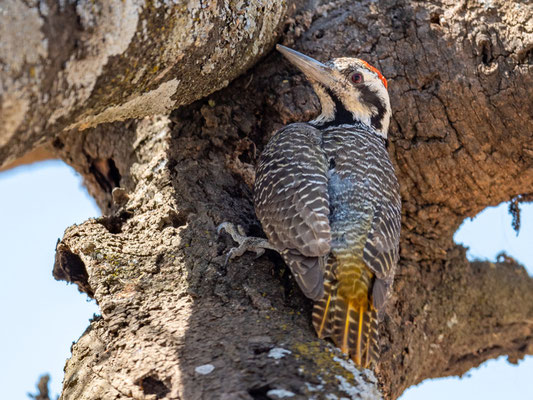 Pic de Nubie, Campethera nubica. Parc national d' Abijatta- Shalla