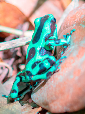 Dendrobates auratus