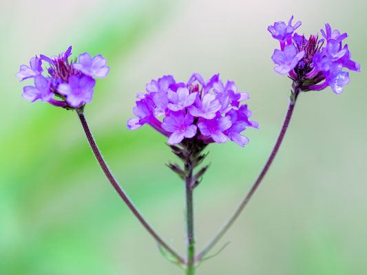 Fleur indéterminée.
