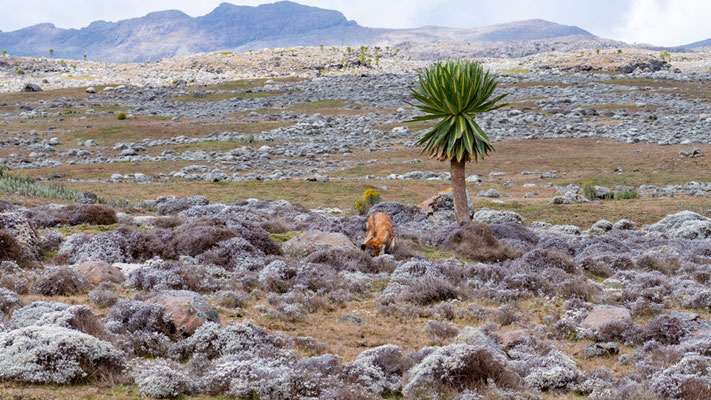 Paysage du plateau de Sanetti avec les deus stars du coin: Le loup et le Lobelia 