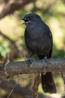 Gobemouche drongo, Melaenornis edolioides. Parc national d' Abijatta- Shalla