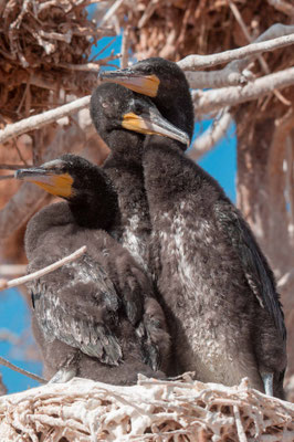 Grand cormoran, Phalacrocorax carbo