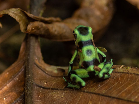 Dendrobate doré, Dendrobates auratus