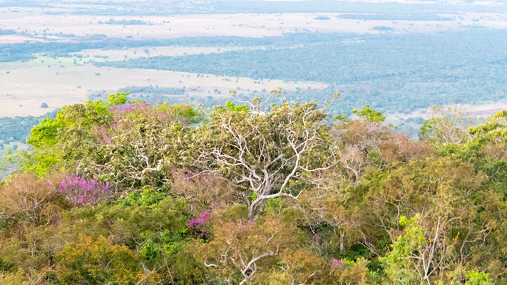 Parc national d'Emas