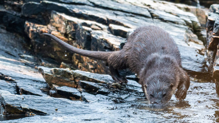 Loutre d'Europe, Lutra lutra