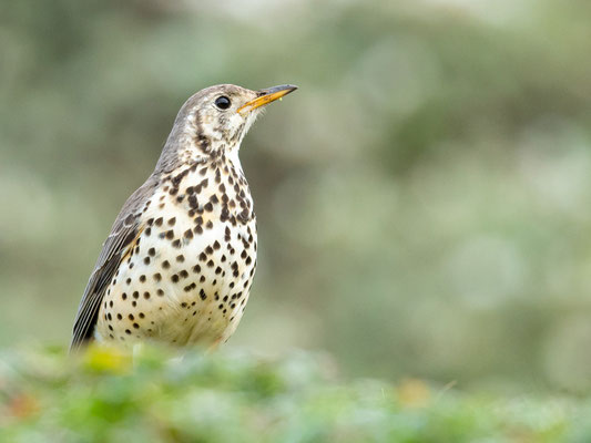 Grive litsitsirupa, Turdus litsitsirupa