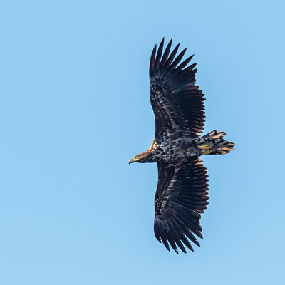 Pygargue à queue blanche, Haliaeetus albicilla, immature