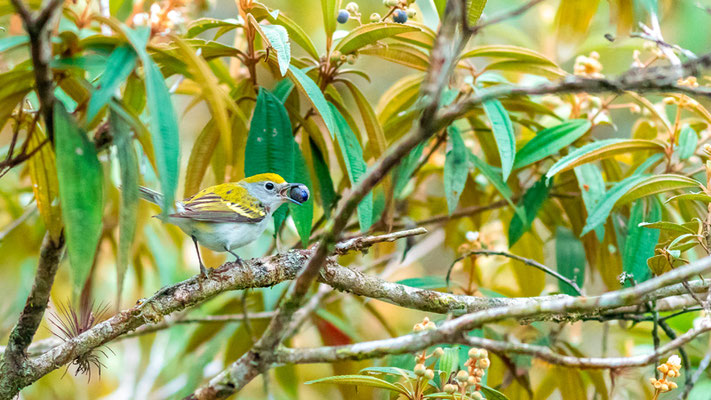 Paruline à flancs marrons, Setophaga pensylvanica