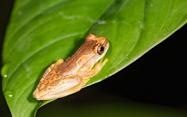 Dendropsophus ebraccatus