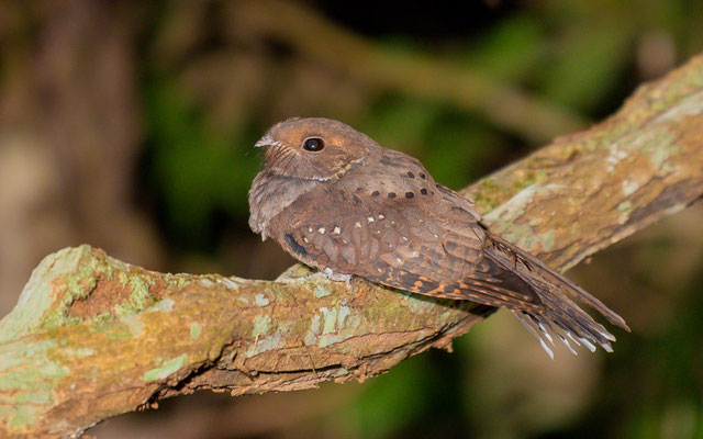 Ocellated Poorwill, Nyctiphrynus ocellatus