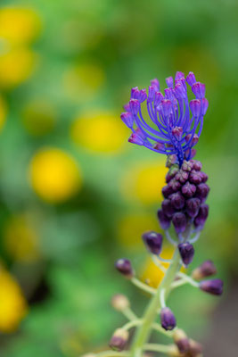 Muscari à toupet, Leopoldia comosa