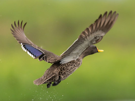 Canard à bec jaune,  Anas undulata