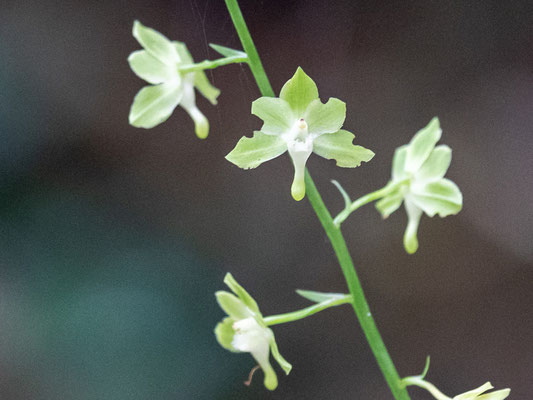 Eulophia gracilis, second species of Orchid 