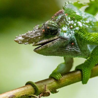 Caméléon à deux cornes de l'ouest de l'Usambara, Kinyongia multituberculata. Endémique de l'ouest des Usambara
